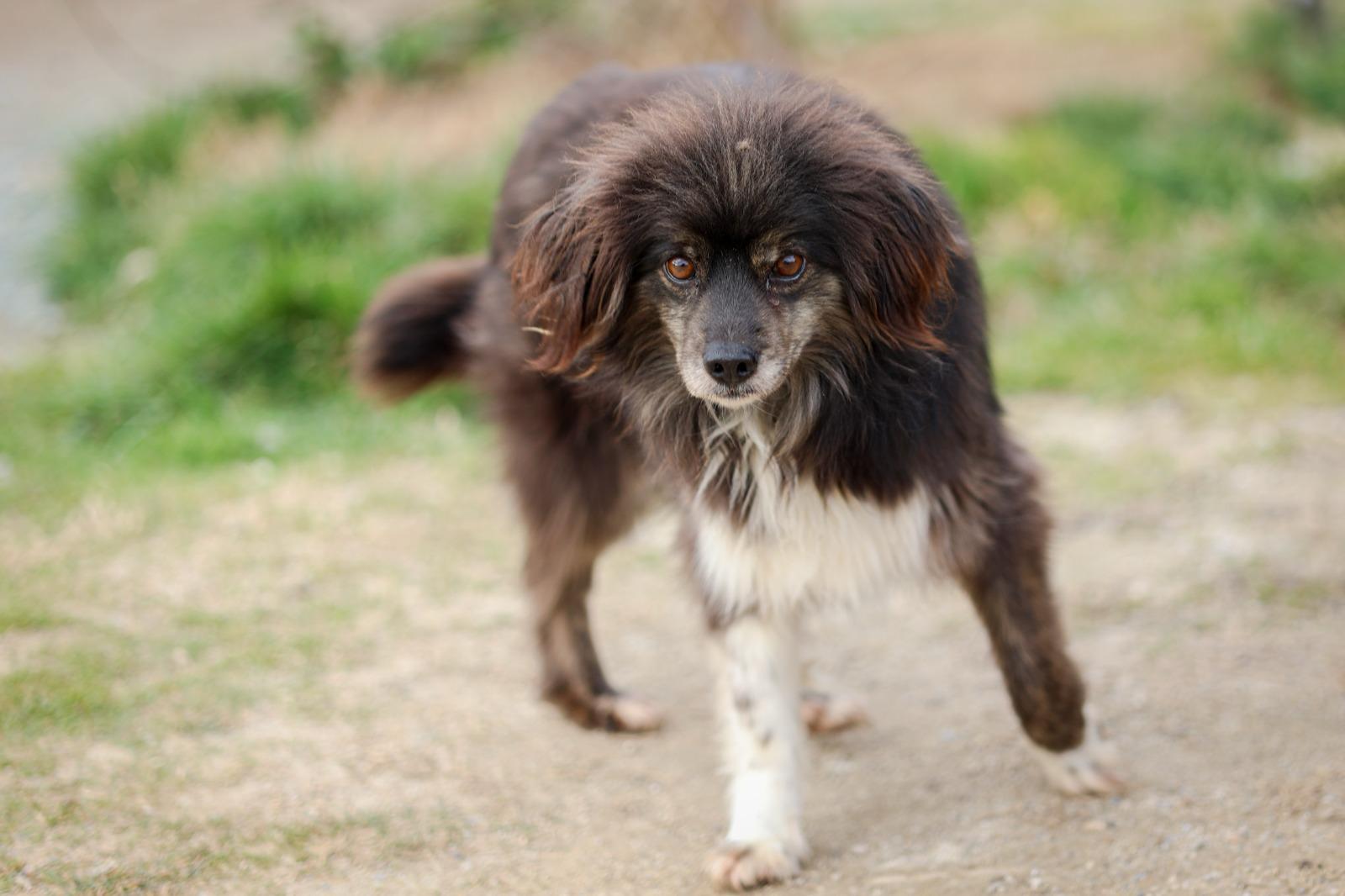 Hund sucht eine Pflegestelle